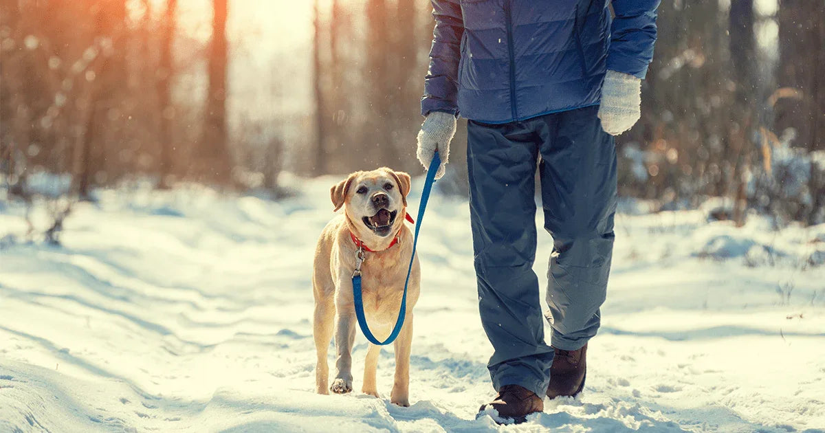 How to Keep Your Dog Safe Clean and Happy in Cold Weather